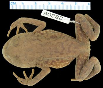 Media type: image; Herpetology A-28306